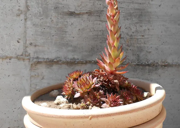 Okrug Gornji 13859a Appartement *